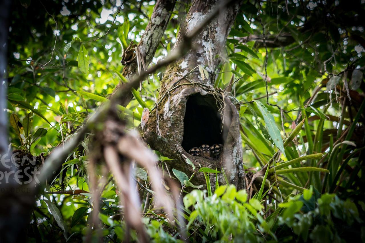 Green Forest Ecolodge Puerto Montufar Eksteriør bilde