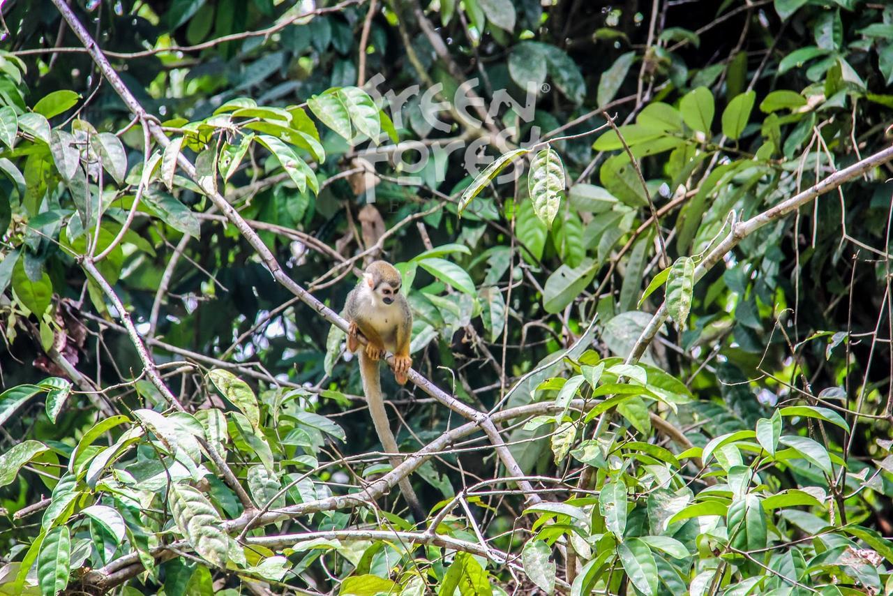 Green Forest Ecolodge Puerto Montufar Eksteriør bilde