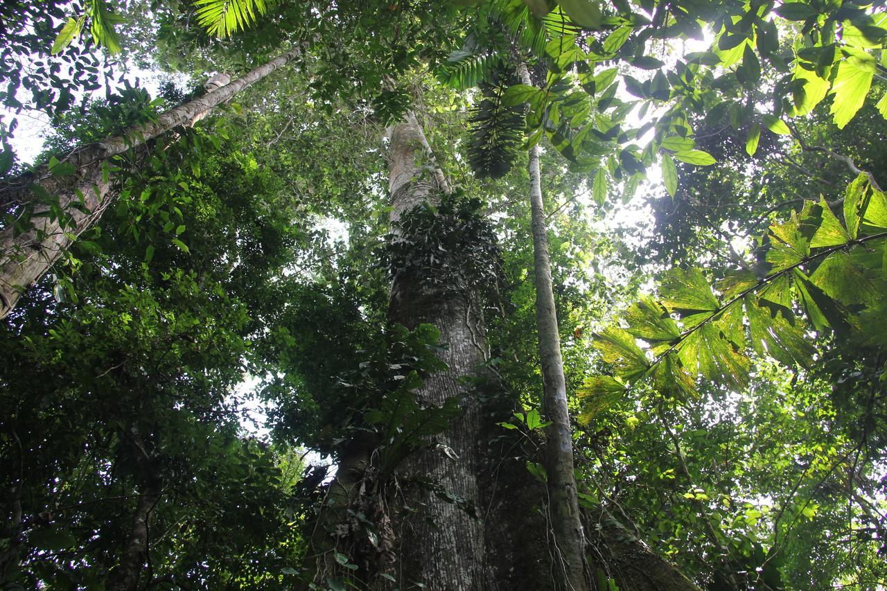 Green Forest Ecolodge Puerto Montufar Eksteriør bilde