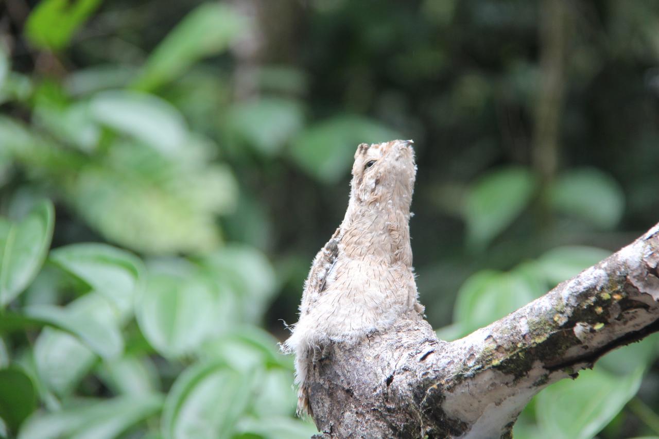 Green Forest Ecolodge Puerto Montufar Eksteriør bilde