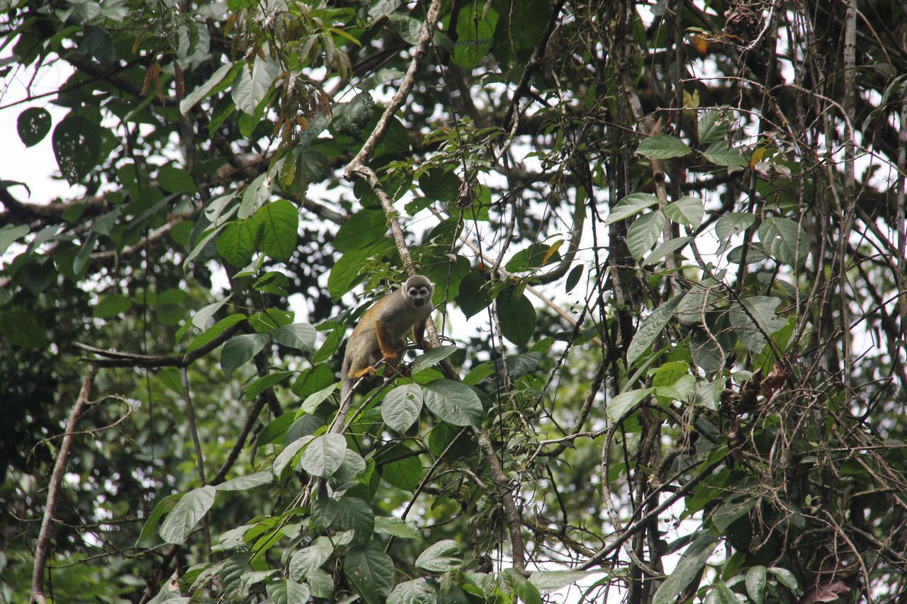 Green Forest Ecolodge Puerto Montufar Eksteriør bilde